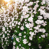 Climbing Roses Live Plants, Fragrant Climber Rose for Garden, 4 to 10 Inches Tall, Hybrid Tea Roses Bushes, Establish Root, Cut Back (White)