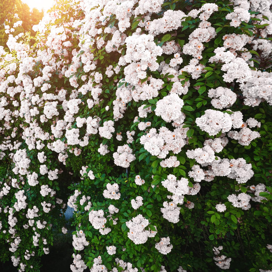 Climbing Roses Live Plants, Fragrant Climber Rose for Garden, 4 to 10 Inches Tall, Hybrid Tea Roses Bushes, Establish Root, Cut Back (White)