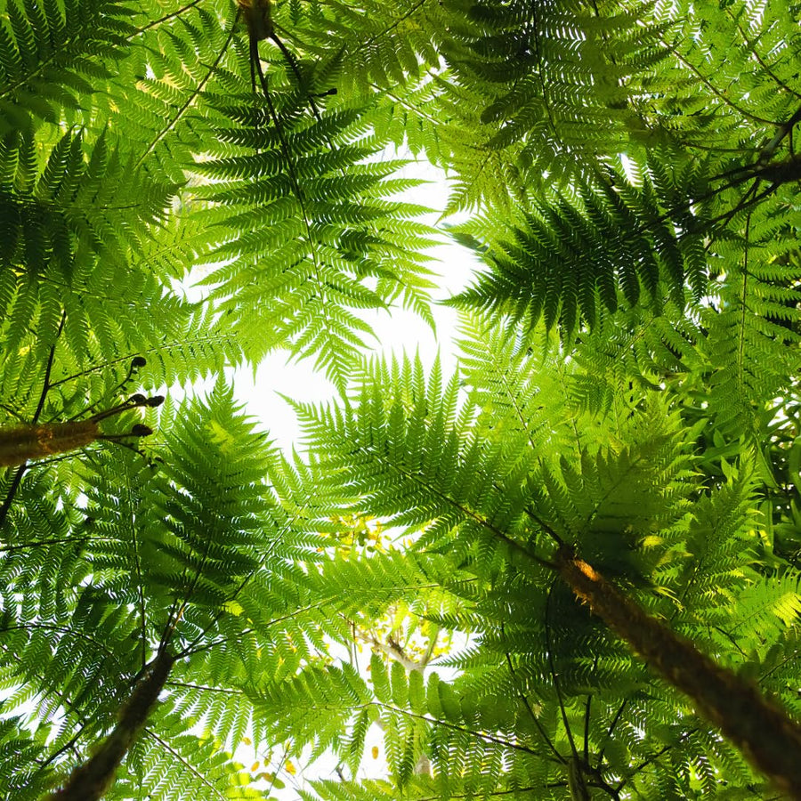 Set 10 Hay Scented Fern Rhizomes, Ferns Starter Roots, Perennial Fern Plants, Ready to Grow
