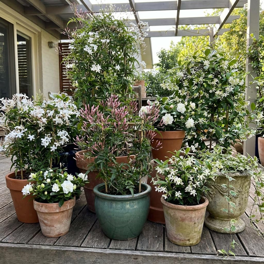 Random Jasmine Plant, Fragrant Jasmine Flower Vine 4-8 Inches Well Rooted for Container, Hanging Basket Growing
