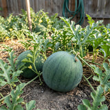 50 Sugar Watermelon Seeds for Planting, Small Sweet Watermelon Seeds, Garden Fruit Seeds for Outdoor or Container Growing