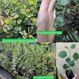 Eucalyptus Plant Live Tree in 2.5" Pot, Cold Hardy, Very Fragrant Foliage, Colorful, Ready to Grow Outdoor (Baby Blue)
