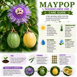 Maypop Passion Flower Live Plant, Passiflora Incarnata Vine, 4-8 Inches Tall, Well Rooted, Purple Passionflower for Outdoor Garden, Hardy Perennial Climbing Vine