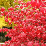 Burning Bush Live Plant, Burning Bush Shrub, 5 Live Bare Root, 6-12 Inches Tall, Vibrant Red Foliage for Landscapes and Garden Border