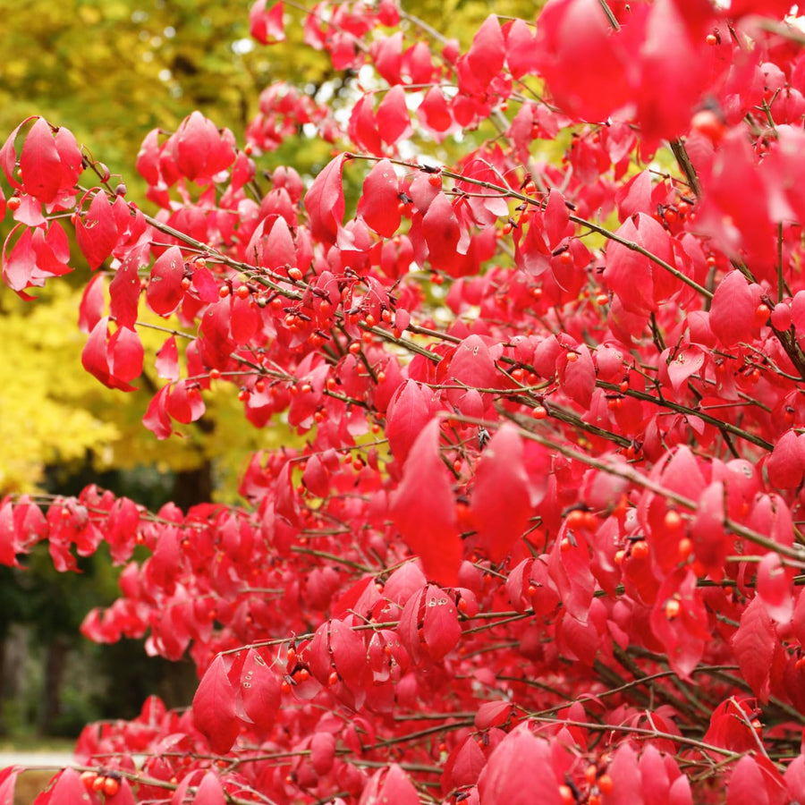 Burning Bush Live Plant, Burning Bush Shrub, 5 Live Bare Root, 6-12 Inches Tall, Vibrant Red Foliage for Landscapes and Garden Border