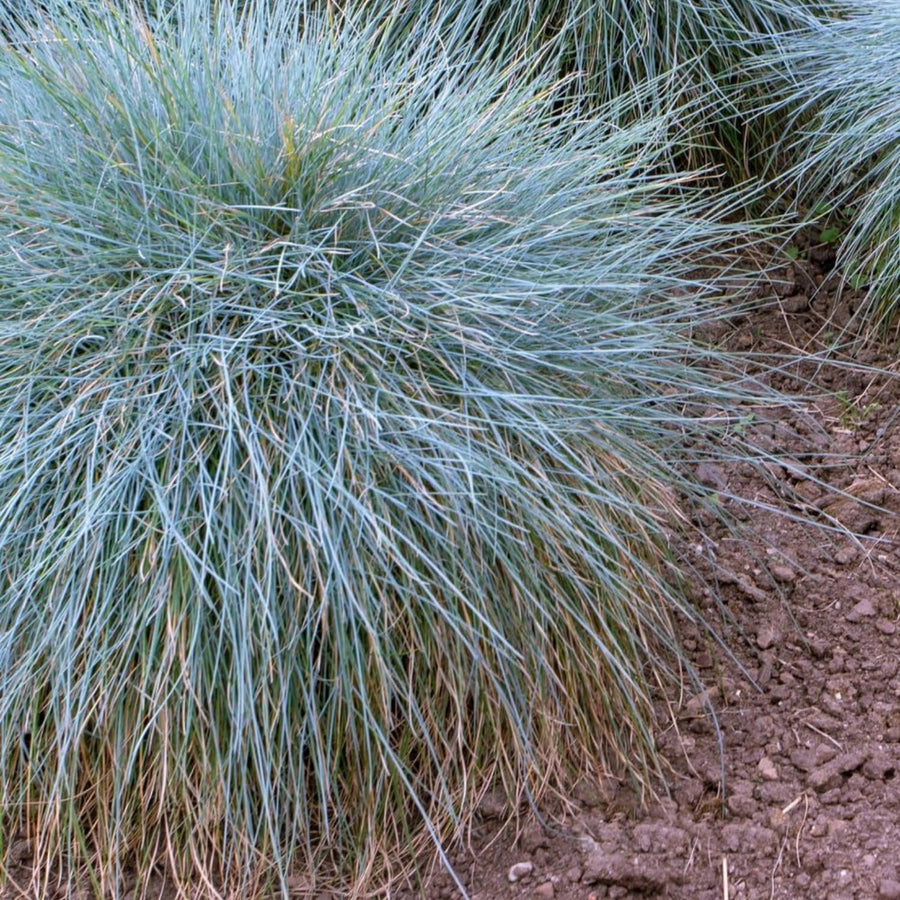 2 Blue Fescue Grass Plants Live in 4'' Pot, Hardy, Ornamental Grass for Outdoor Garden, Well Rooted Starter Grasses Clumps 4-7 Inches