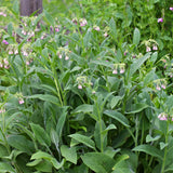 8 Comfrey Cuttings Plant Root Fast-Growing, High Yields Bocking 4 Comfrey Plant Live Roots, Perennial Herb Plant