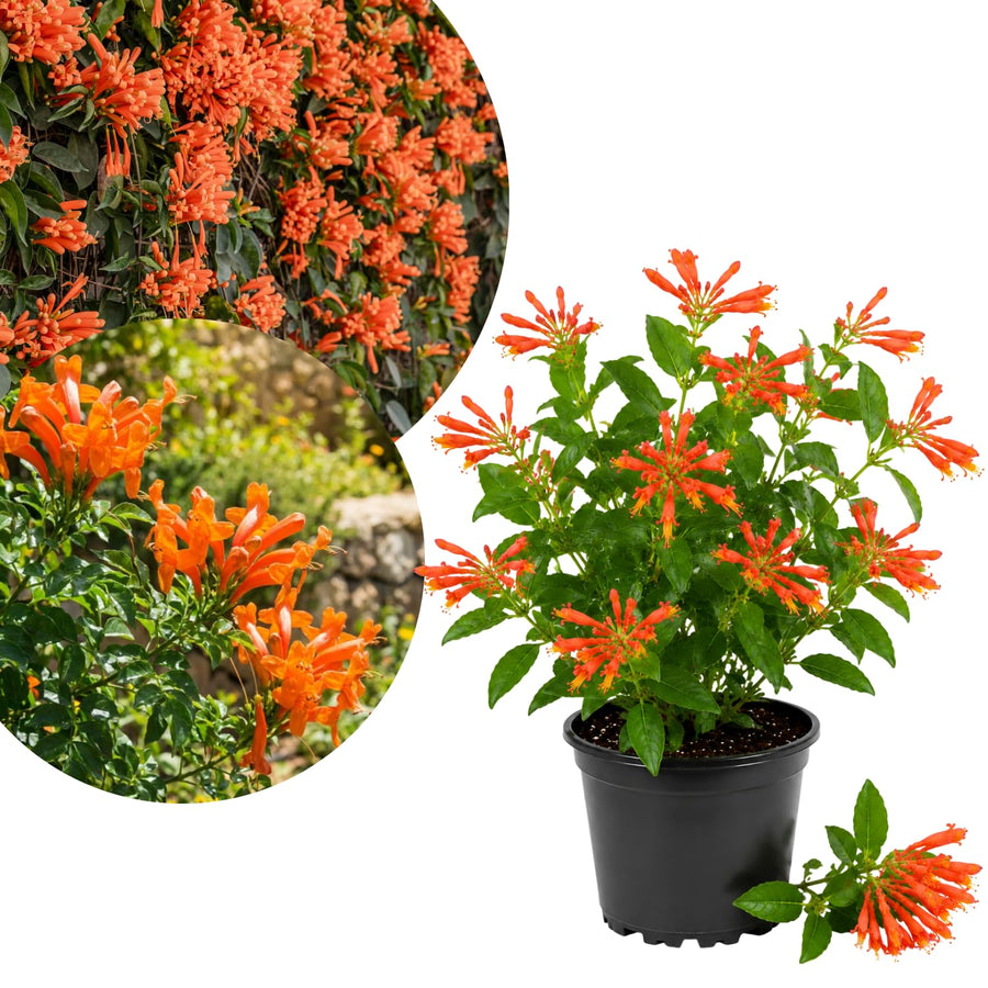 Orange Honeysuckle Plant Live 4'' Pot, Fragrant Perennial Honeysuckle Vine Live Plant, 6-8'' Tall Starter Plant for Planting