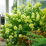 Lime Hydrangea Plant Live, in Quart Pot, 8-14" Tall Cold Hardy Hydrangea Flowering Shrub