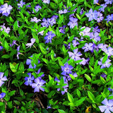 Pack 36 Mix Vinca Plants Live, Vinca Minor Vine, Periwinkle Plants Live Ground Cover for Planting Outdoors, from 6 Inc Tall