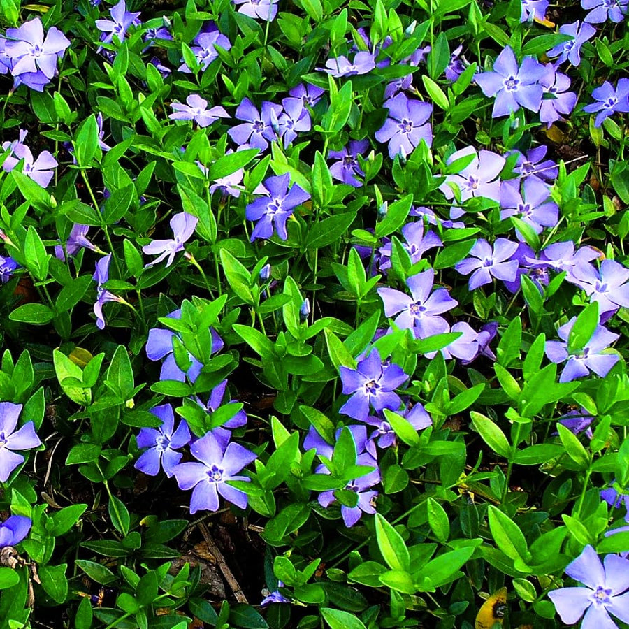 Pack 36 Mix Vinca Plants Live, Vinca Minor Vine, Periwinkle Plants Live Ground Cover for Planting Outdoors, from 6 Inc Tall