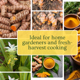 8 Turmeric Roots for Planting, Turmeric Planting Roots for Garden or Container Growing, High Yield, Ready tor Grow