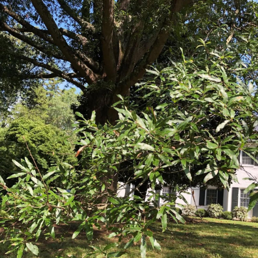 2 Willow Oak Tree Live Plants, 12–18 Inch Tall Oak Tree, Hardy Shade Tree for Outdoor Garden or Landscape