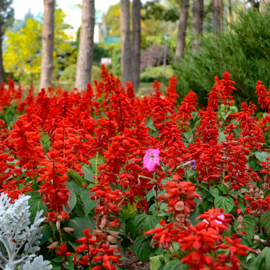 Red Salvia Plants Live, Fragrant Perennial Sage Plants, 4-6 Inches Tall in 4 Inches Pot, Flowering Shrubs for Garden, Patio