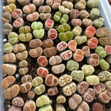 30 Assorted Lithops Live Plants, Large Lithops Living Stones Succulent Plant for Planting, Live Lithop Plants, Mix Colorful Succulents Bare Root Without Pot and Soil