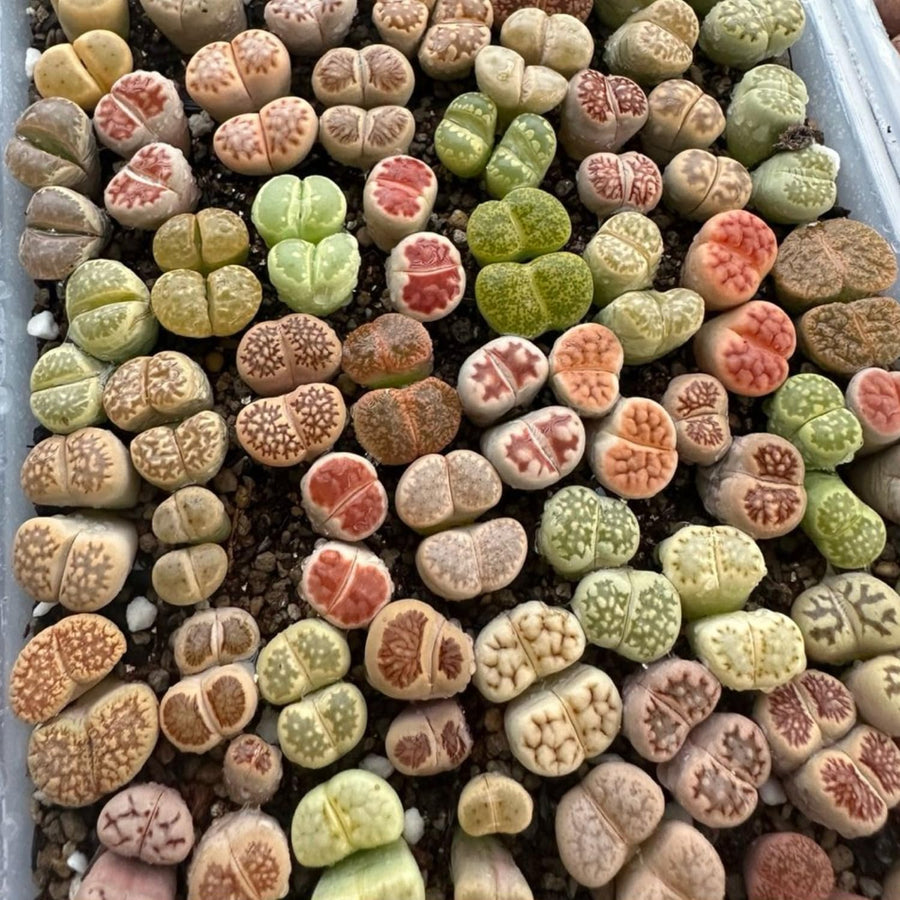 30 Assorted Lithops Live Plants, Large Lithops Living Stones Succulent Plant for Planting, Live Lithop Plants, Mix Colorful Succulents Bare Root Without Pot and Soil