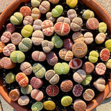 Mix Lithops Succulents Plants Live Bulks, Pack 20 Corlorful Living Stones Lithops Live Plants Large Size, Beautiful Lithops Living Stones Succulents Cactus