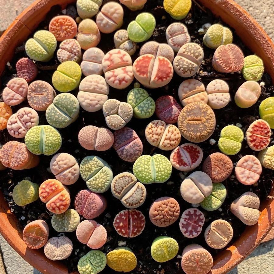 Mix Lithops Succulents Plants Live Bulks, Pack 20 Corlorful Living Stones Lithops Live Plants Large Size, Beautiful Lithops Living Stones Succulents Cactus