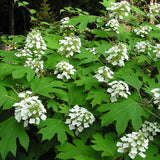 Hydrangea Live Plant, 4 Inch Pot, White Hydrangea Bush, Hardy Perennial Flowering Shrub, 6-12" Tall