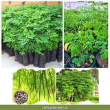 Moringa Oleifera Tree Live Plant, Malunggay Plant Live, 1 Year Old, Moringa Tree Plant Live, Drumstick Malunggay 4 Inc Pot Well-Rooted