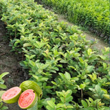 Guava Plant Live, 6-10 Inch Tall, Tropical Guava Tree in 4” Pot for Indoor or Outdoor Growing (Pink Guava)