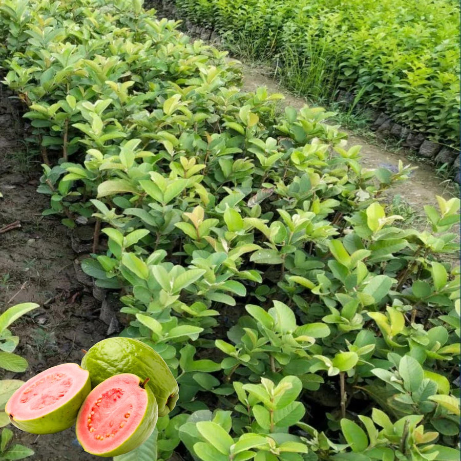 Pink Guava Tree Live, 8-10 Inc Tall Tropical Fruit Tree, Sweet Guava Plant for Outdoor or Indoor Planting, Well-Rooted