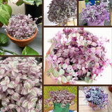 Creeping Pink Callisia Repens Plant Live, Tradescantia Callisia Repens Succulent Plants, Pink Turtle Vine Trailing Indoor Houseplant in 4" Pot