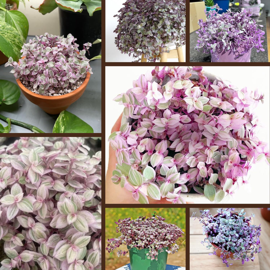Creeping Pink Callisia Repens Plant Live, Tradescantia Callisia Repens Succulent Plants, Pink Turtle Vine Trailing Indoor Houseplant in 4" Pot