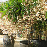 Smithianum Wallichii Clerodendrum Plants Live, Trailing Light Bulb Flowering Vine, 4-8 Inch Tall, Ready to Plant Outdoor