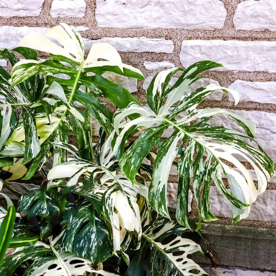 2 Monstera Thai Constellation Philodendron Live Plant 5-9" Tall, Rare Tropical Indoor Houseplant Home Garden