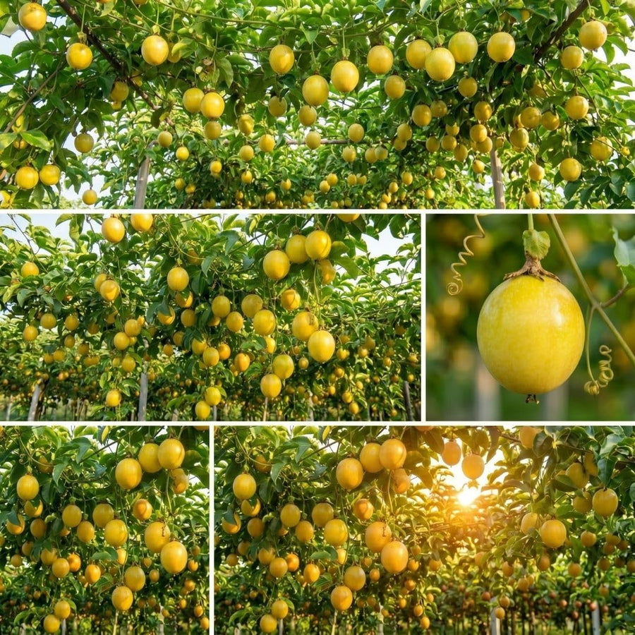Yellow Passion Fruit Live Plant, 4-8 Inch Tall, Tropical Passion Fruit Vine for Outdoor Garden Planting, No Pot