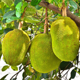 Jackfruit Live Plants, Jack Fruit Tropical Fruit Tree, Tropical Fruit Plant, 8-10 Inches in Height, 4 Inch Pot for Outdoor Planting