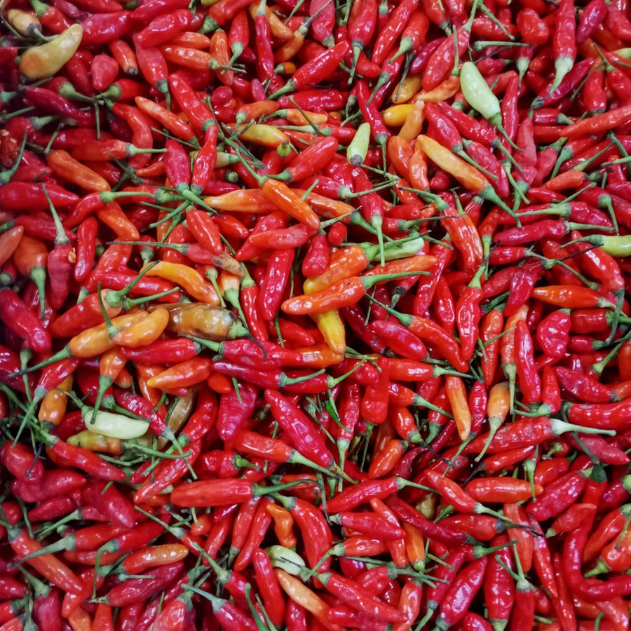 50 Bird Chili Pepper Seeds, Hot Pepper for Planting, Heirloom Variety for Garden