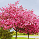 Redbud Tree Live Plant Bare Root, Red Bud Plant Live, 1 Year Olds, 12 to 18 Inc Long, Hardy Shrub Plant