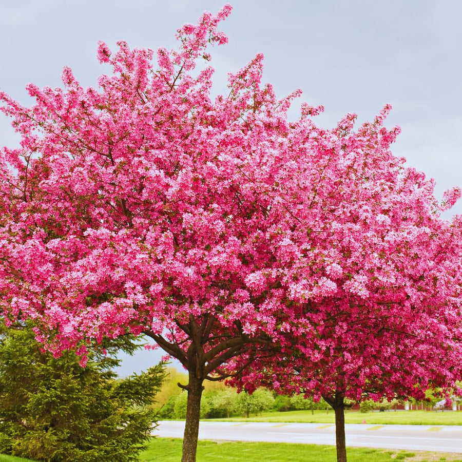 Redbud Tree Live Plant Bare Root, Red Bud Plant Live, 1 Year Olds, 12 to 18 Inc Long, Hardy Shrub Plant