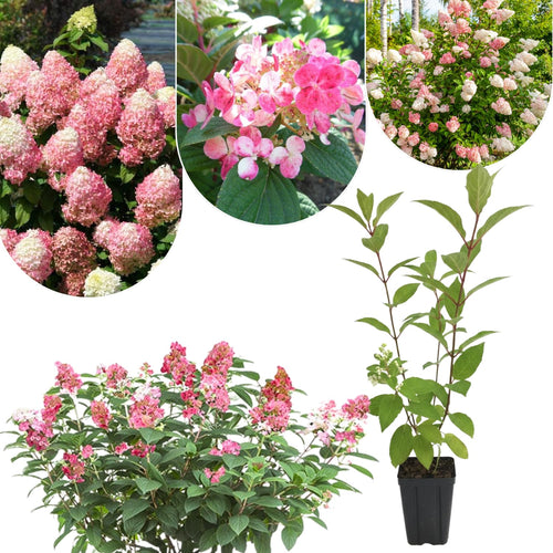 Fire Hydrangea Plant Live, in Quart Pot, 8-14" Tall Cold Hardy Hydrangea Flowering Shrub, Color Changing Flower