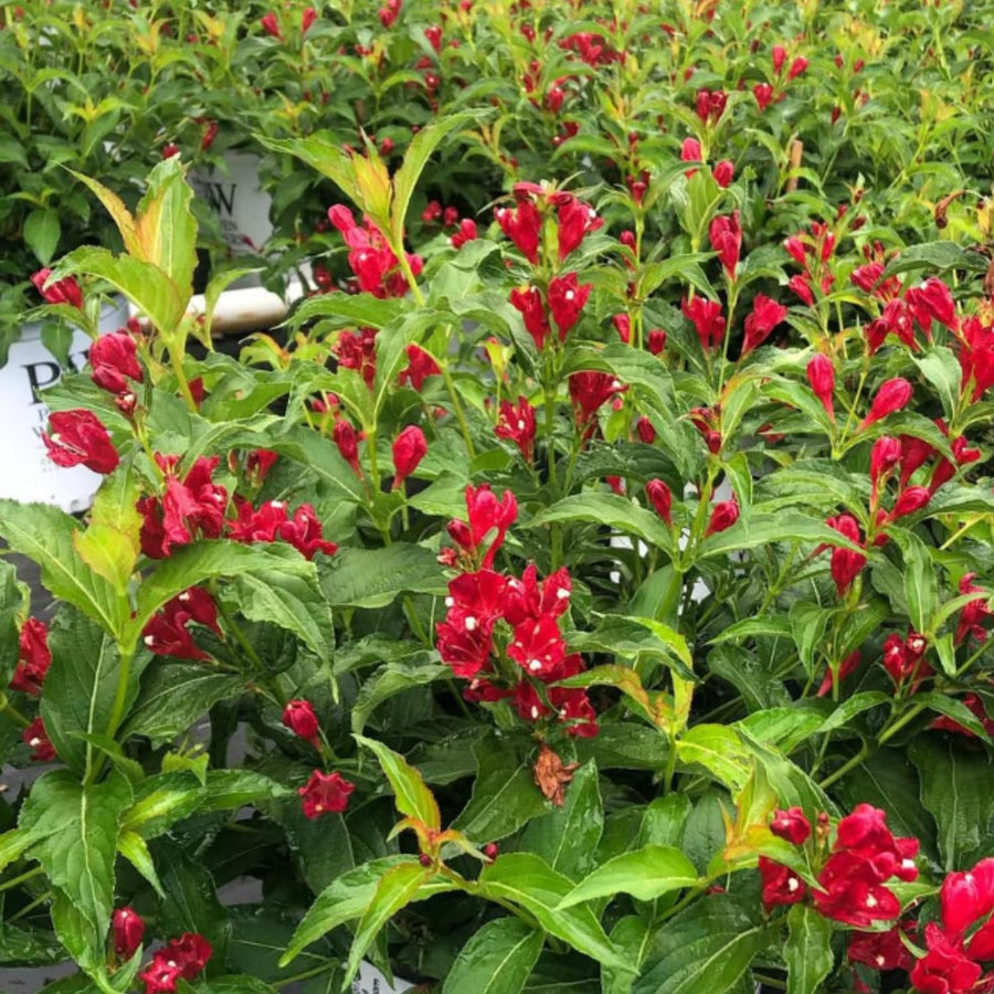 Red Weigela Plant Live, Flowering Weigela Bush, 8-12'' Tall in Quart Pot, Perennial Shrub for Outdoor Planting