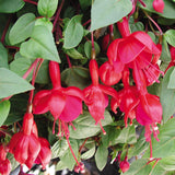 Fuchsia Plant, 3 to 4 Inch Tall Fuchsia Plants Live, Hanging Fuchsias Plants Well Rooted for Planting, Hardy Fuchsias Live Plants, Perennial, Colorful Flowers (Red Flowers)