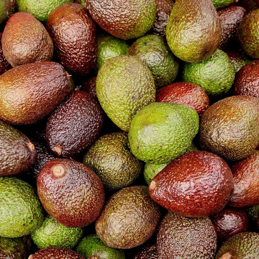 Avocado Tree Live Plant Starter Seedling, 5-8" in Tall, Cold Hardy Avocados Plant Tropical, HASS Avocado Trees