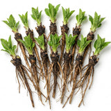 10 Comfrey Live Roots - Perennial Herb Bocking 14 Comfrey Plant Roots