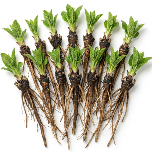 10 Comfrey Live Roots - Perennial Herb Bocking 14 Comfrey Plant Roots