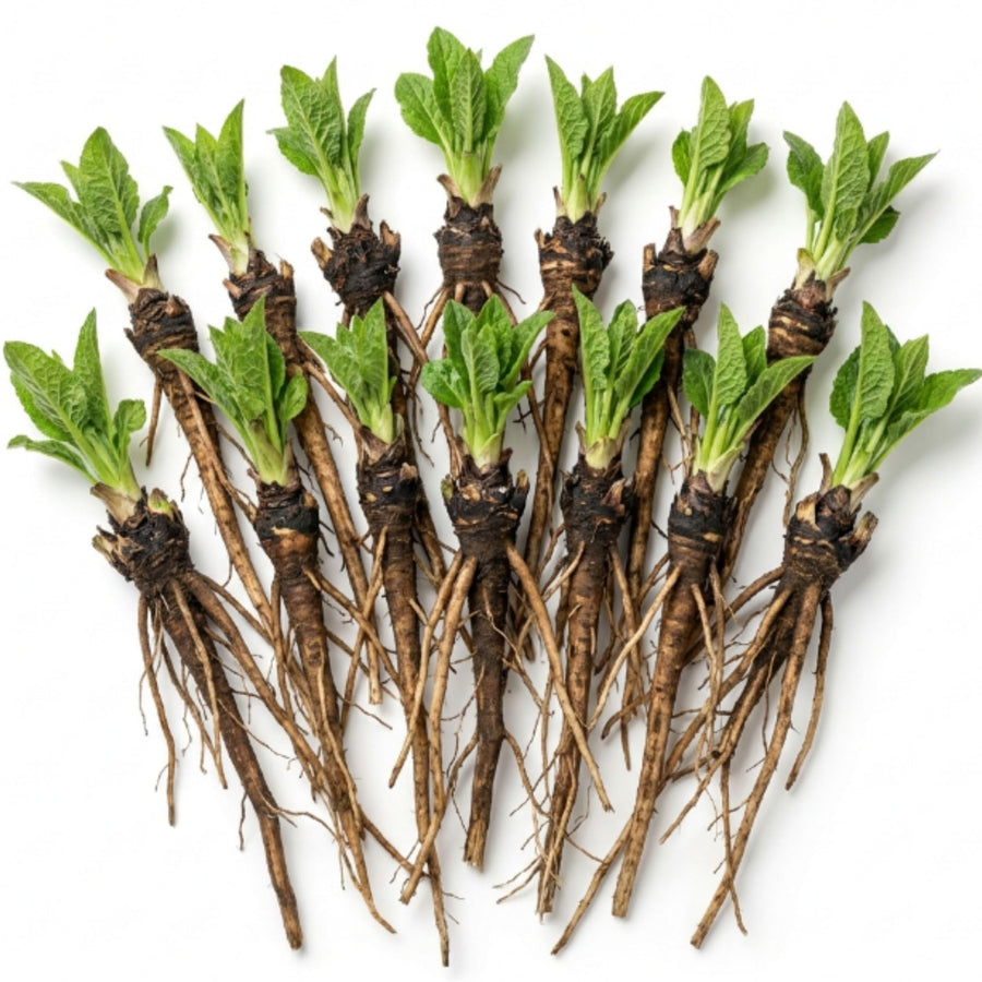 10 Comfrey Live Roots - Perennial Herb Bocking 14 Comfrey Plant Roots
