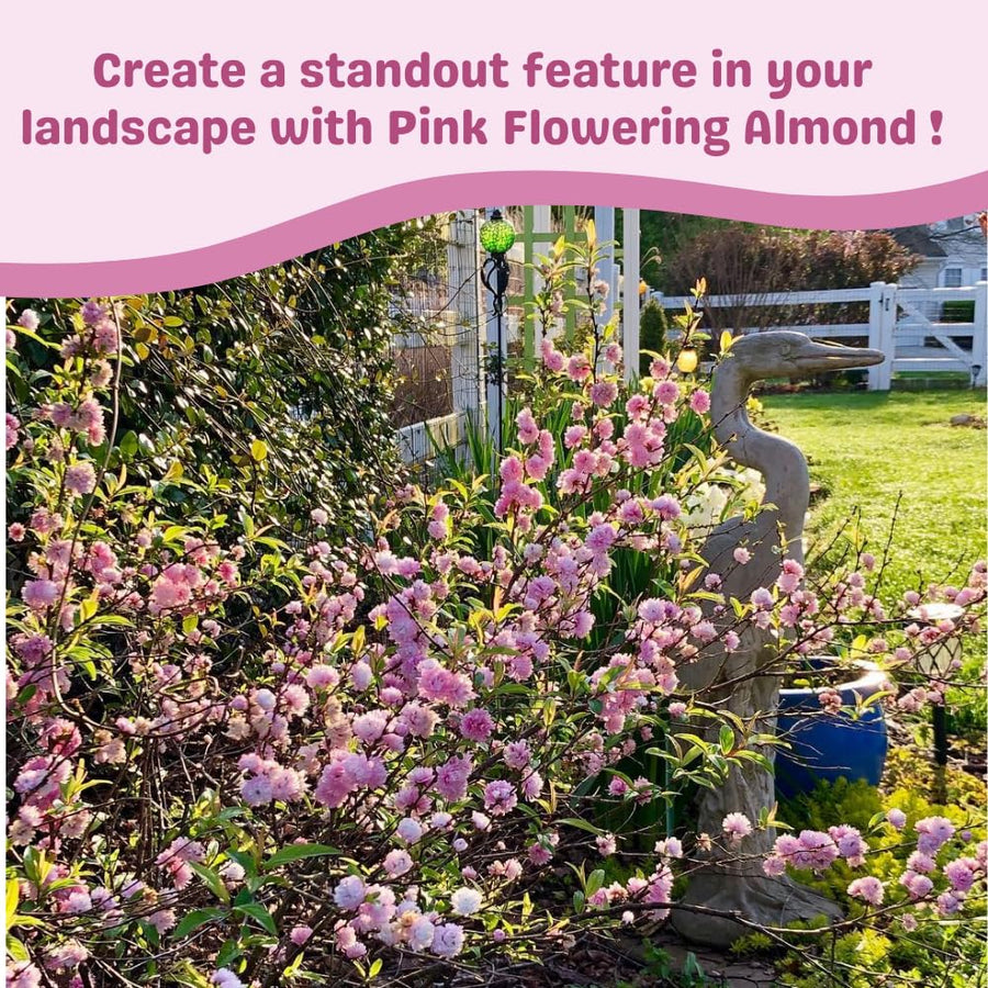 Almond Tree Live Plant, Pink Flowering Almond Shrub, Quart Pot, 8-10 Inches Tall, Fragrant Flower, Ornamental Shrub for Garden