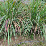 400 Lemongrass Herb Seeds, Culinary Lemongrass Herb Seeds for Home Garden, Patio Pots and Containers