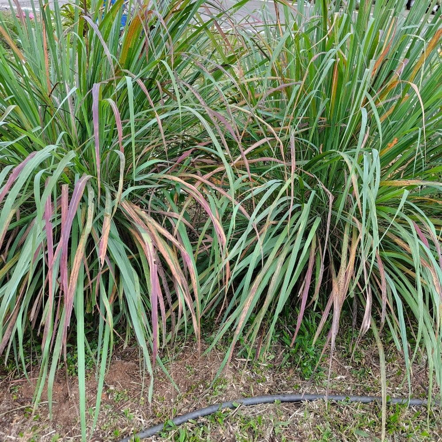 400 Lemongrass Herb Seeds, Culinary Lemongrass Herb Seeds for Home Garden, Patio Pots and Containers