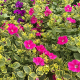 2 Petunia Live Plants, Variegated Pink Lemonade Petunia Flowers, Live Petunias Plants Outdoor Indoor, 5-9 Inch Tall