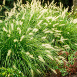 2 Foutain Grass Live Plants, Perennial Grass Clumps for Outdoor Landscaping Growing, Ornamental Grasses Ready to Grow 4-9 Inches (Dwarf White Fountain)