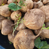 48 Jicama Seeds for Planting, Sweet Root Vegetable for Garden Growing