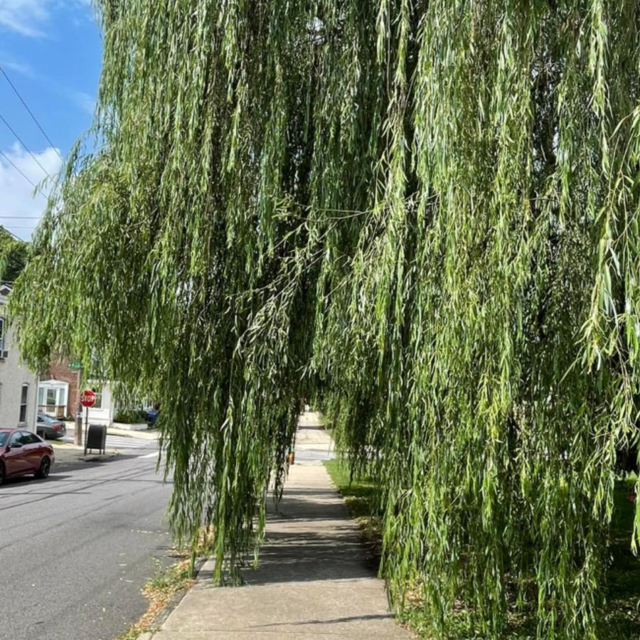 2 Weeping Willow Tree Live Plants, 2-3 Feet Tall, Weeping Willow Tree for Outdoor Garden