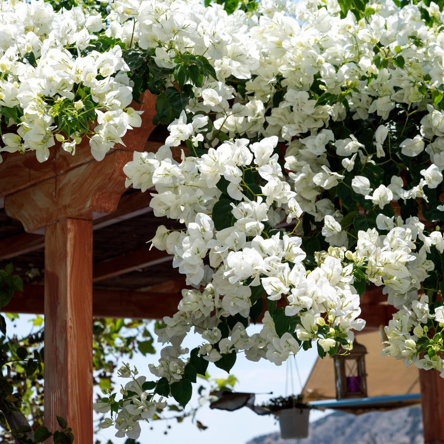 Bougainvillea Plants - Pack 2 Bougainvillea Flowering Plants - Starter from 4 to 6 Inches Tall Bareroot - Growing Outdoor (White)